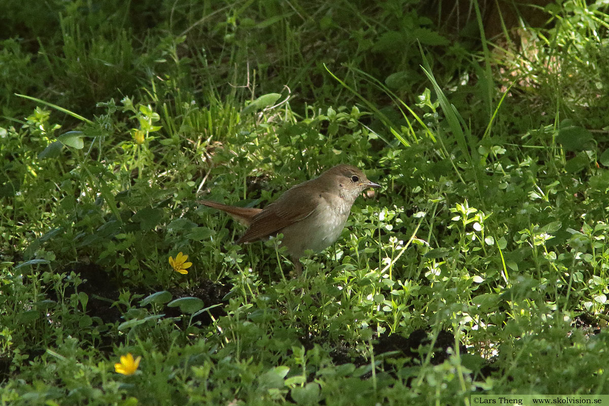 Trädlärka, Lullula arborea